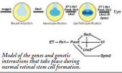 model os the genes and genetic