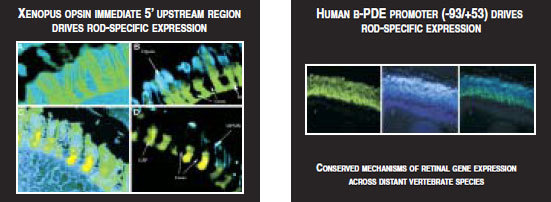 upstream region